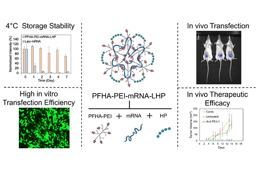 A collage of scientific diagrams showing PFHA-PEI-mRNA-LHP nanoparticle structure, storage stability, in vitro and in vivo transfection efficiencies, and therapeutic efficacy in mice.