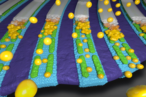 Illustration of patterned nanoribbons with carbonate mineralization in progress
