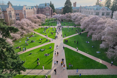 Aerial view of cherry blossoms on UW Seattle campus
