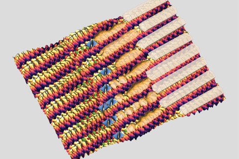 Computer-generated model of the ribbon-shaped proteins that act as scaffolds and template the formation of the hard minerals found in tooth enamel.