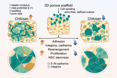 An illustration of the stem cell seeding and proliferation process within a chitosan scaffold.
