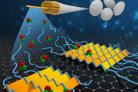 Illustrated depiction of individual silk protein molecules, or “silk fibroins” (blue), are deposited on a graphene surface surrounded by water (green and red spheres) and grow into an atomically precise two-dimensional (2D) sheet.